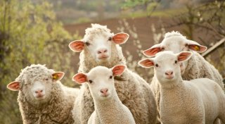 В парке Мадрида за газонами стали следить овцы