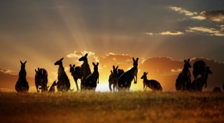 Австралия: путеводитель по Зеленому континенту
