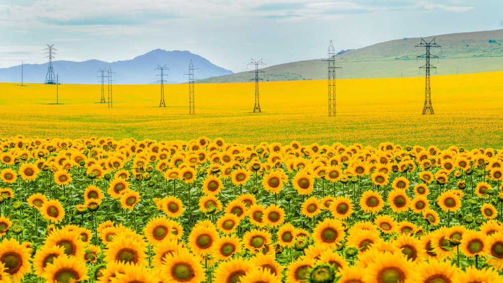 ©Тажкуранов Мейірбек