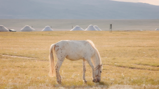 "Будто ты герой фильма": пейзажи Кыргызстана поразили алматинца