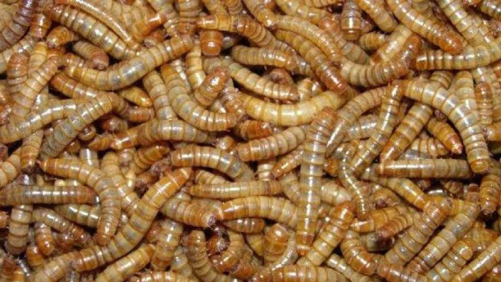 Фото:mealwormfarmingsolutions