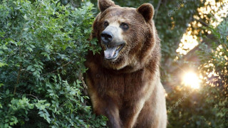 Мастер карате смог отбиться от медведей в Японии
