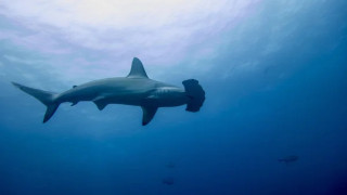 "Это аномалия": сразу три человека стали жертвами акул во Флориде