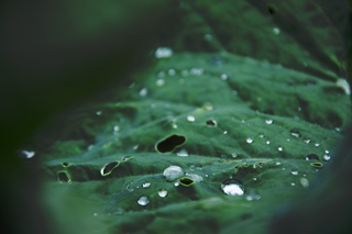 Капустный лист после дождя