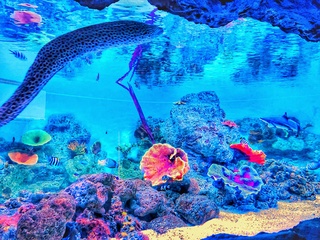 Реконструированный аквариум в Алматинском зоопарке