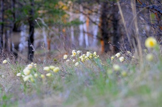 Весна в Бурабае (Простре́л желте́ющий, Pulsatílla orientáli-sibírica)