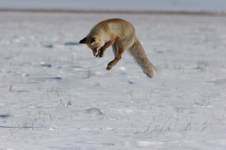 Лисица обыкновенная. Фотография сделана во время мышкования. Мышкование – способ охоты, при котором зверь, учуявший под снегом покровом грызуна, быстрыми прыжками практически ныряет под снег, а также разбрасывает его при помощи лап, что позволяет легко поймать добычу. Лисица так увлекается охотой, что иногда может подпустить к себе довольно близко.