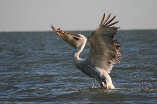 Кудрявый пеликан - самая крупная птица заповедника, внесен в Красную книгу Казахстана и МСОП (международный список охраны природы)