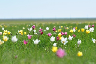 Тысячи диких тюльпанов Шренка (Tulipa schrenkii) распускаются в степях Казахстана в мае