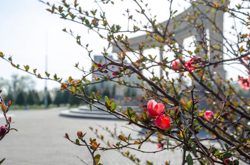 Весна в парке первого президента, Тараз