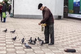 Дедушка кормит голубей