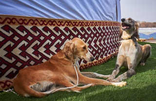 Тазы(казахская борзая) - одна из древнейших пород собак